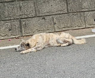 거제시유기동물보호소_448537202500927
